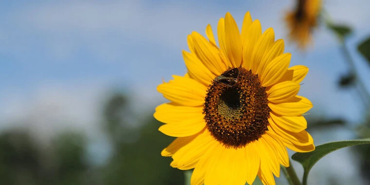 creator header picture