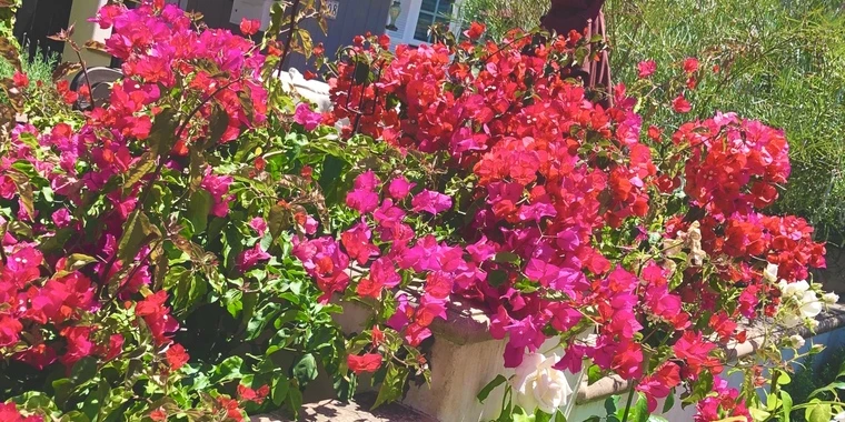 creator header picture