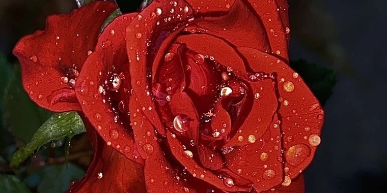 creator header picture
