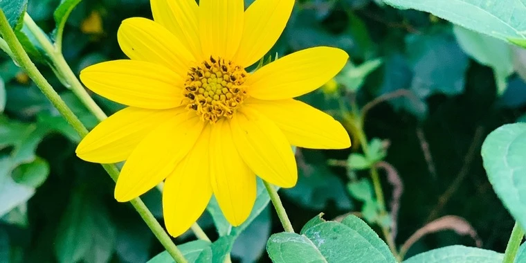 creator header picture