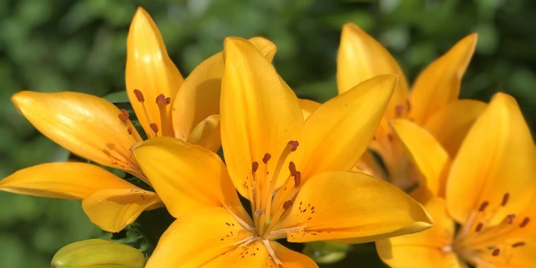 creator header picture