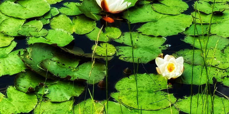 creator header picture