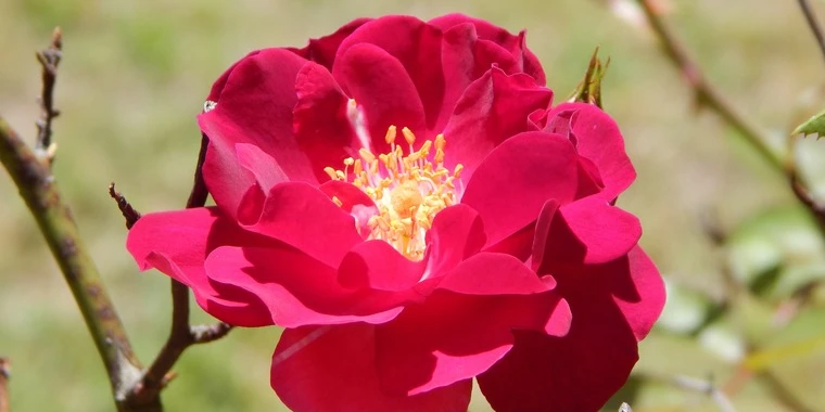 creator header picture