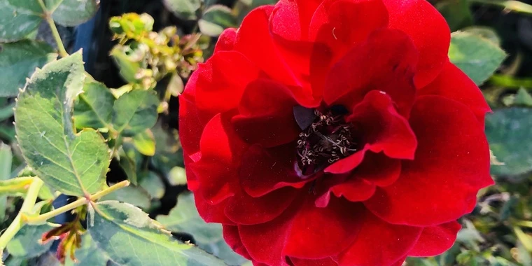 creator header picture