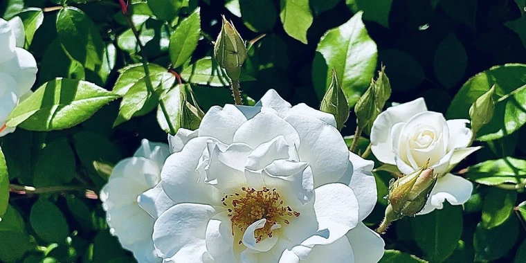creator header picture