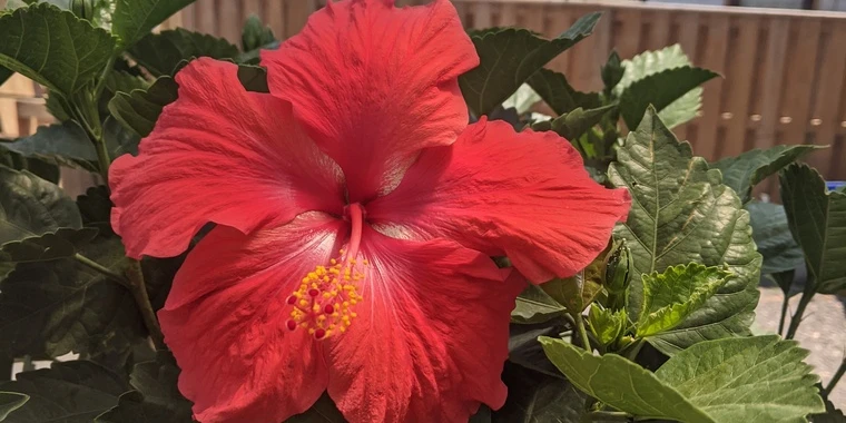 creator header picture