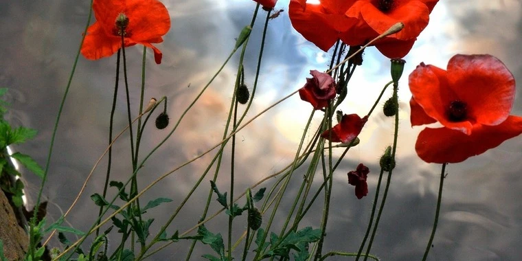 creator header picture