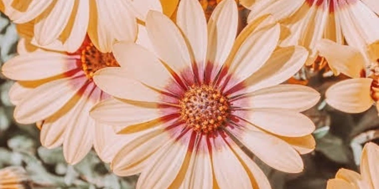 creator header picture