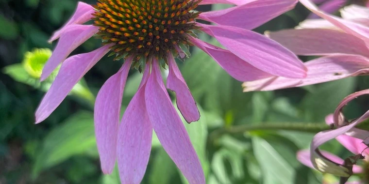 creator header picture