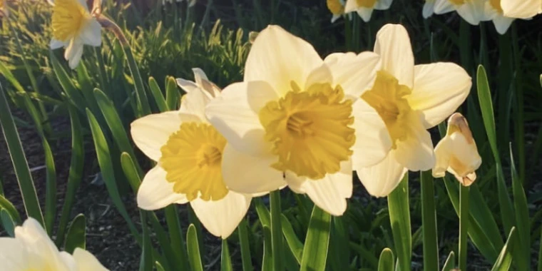 creator header picture