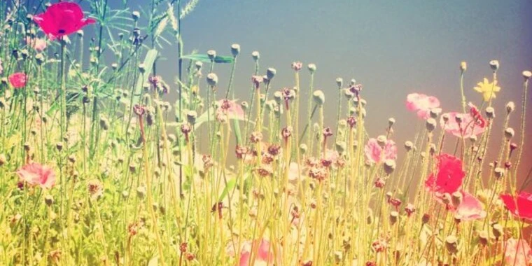 creator header picture