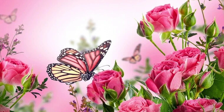 creator header picture