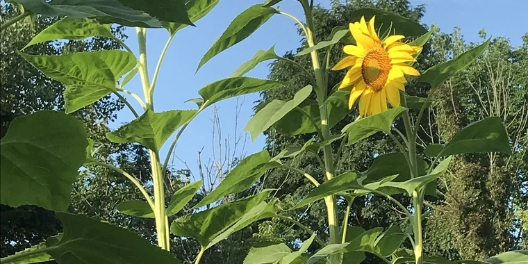 creator header picture