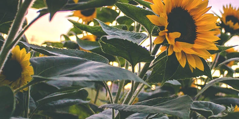 creator header picture