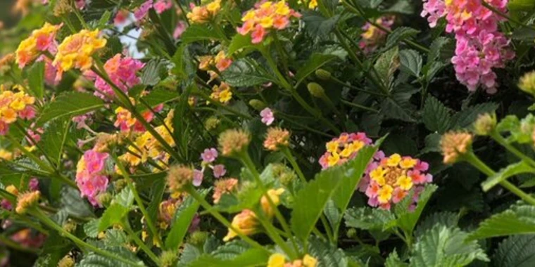 creator header picture