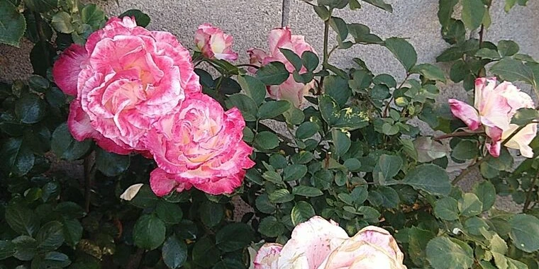 creator header picture