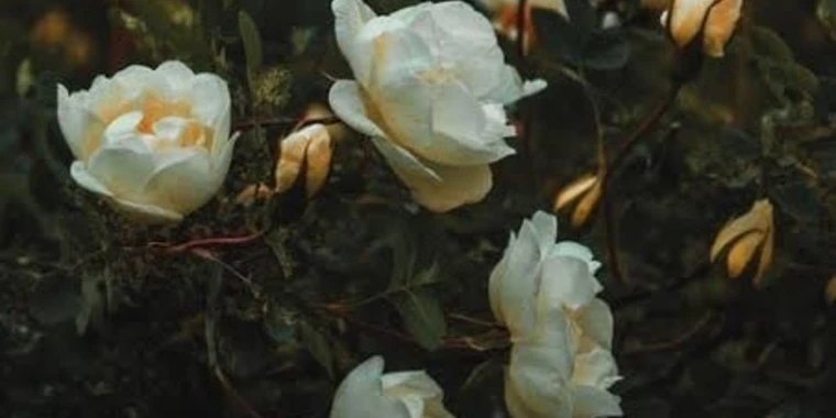 creator header picture