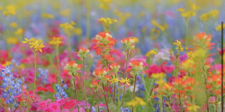creator header picture