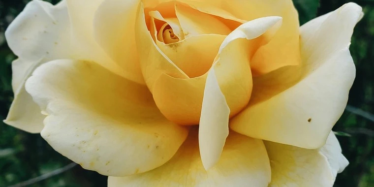 creator header picture