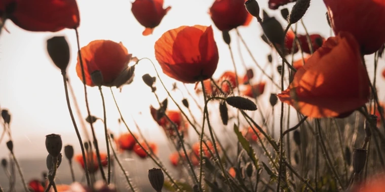 creator header picture
