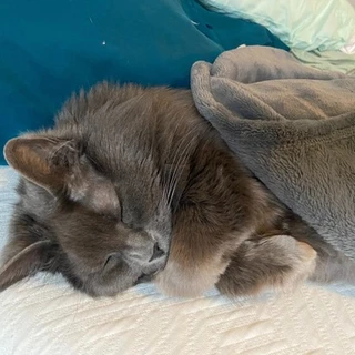 @abbythecat