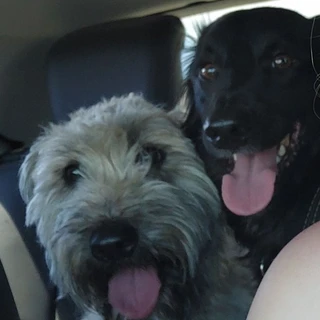 Adventures of Chewbacca and Lucifer