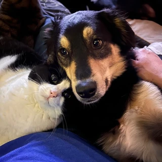 The Dog Mom