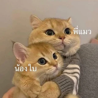 Babycat