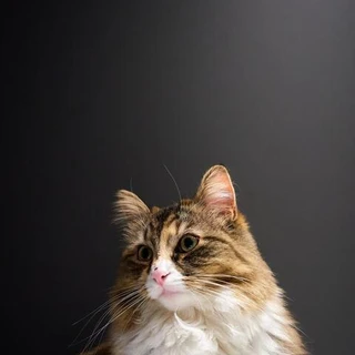 BalisongSam’s kitties