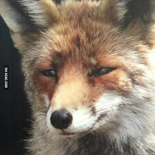 bluefox 🦊