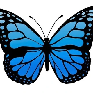 💙🦋🐰