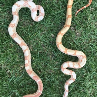 Angiemaima’s Exotics