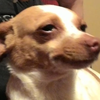 cseamunchkin