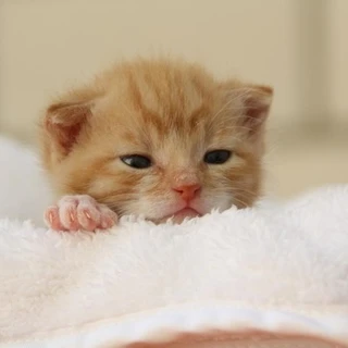 Dr. Soft