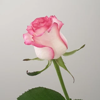 🌷 𝐸𝓁𝑒𝒶 🌷