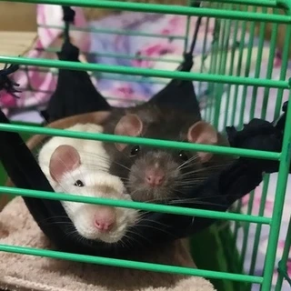 Mr.Fufu Duduch & Mr.Churchill (rats)