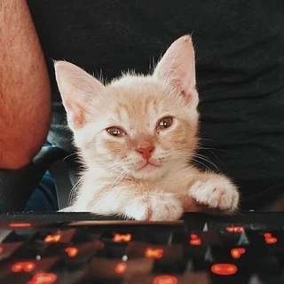 Foster Kitten Dad