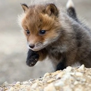 FoxBoySwitch