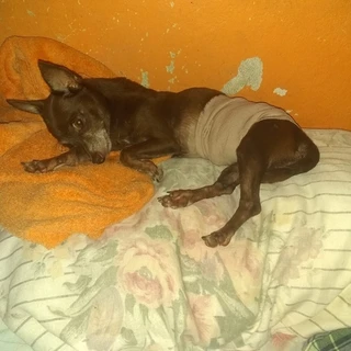 Hogar para cachorros desamparados