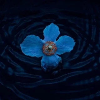 Blume 💙
