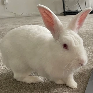 ivy <3