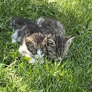The Cats of OnlyFans (w/ Troy B.) 😻😻😻
