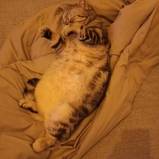 Ukrainian Cat Luchik
