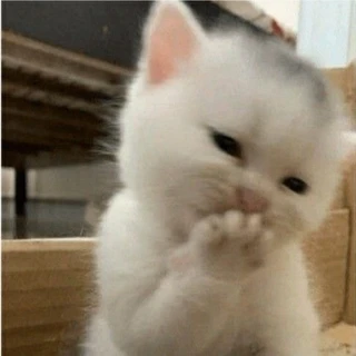 Petiteludo