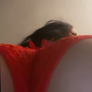 MzMyMyLynn 👅