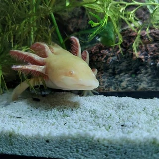 OnlyFishFans
