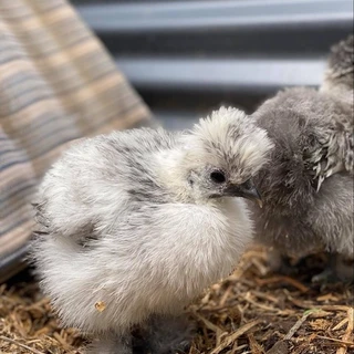 Samuel H's Silkies