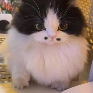 ⭐️