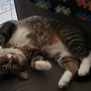 Squirrel the 🐈