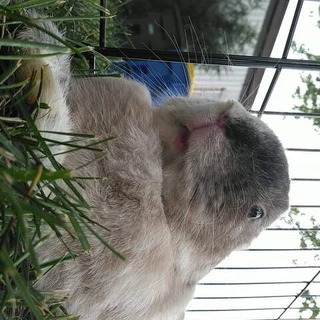 The Bun Bundle 🐇